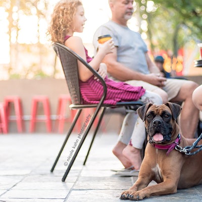 Dog-Friendly Restaurants