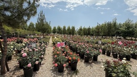 Luna Rose Nursery & Garden photos