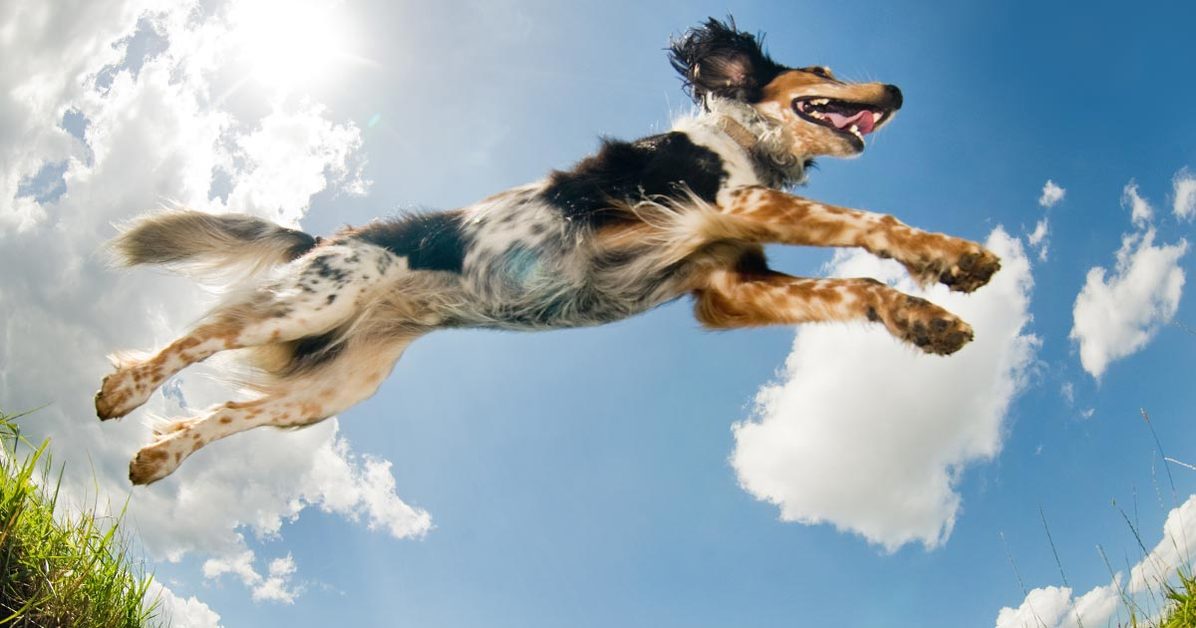 Fb_a-dogs-guide-to-redlands