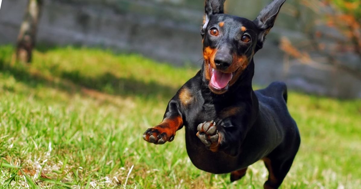 Fb_dogs-in-redlands-park