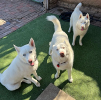 Redlands Rover Ranch photos